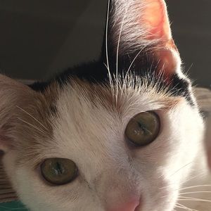 Meet your Posher, Dolly